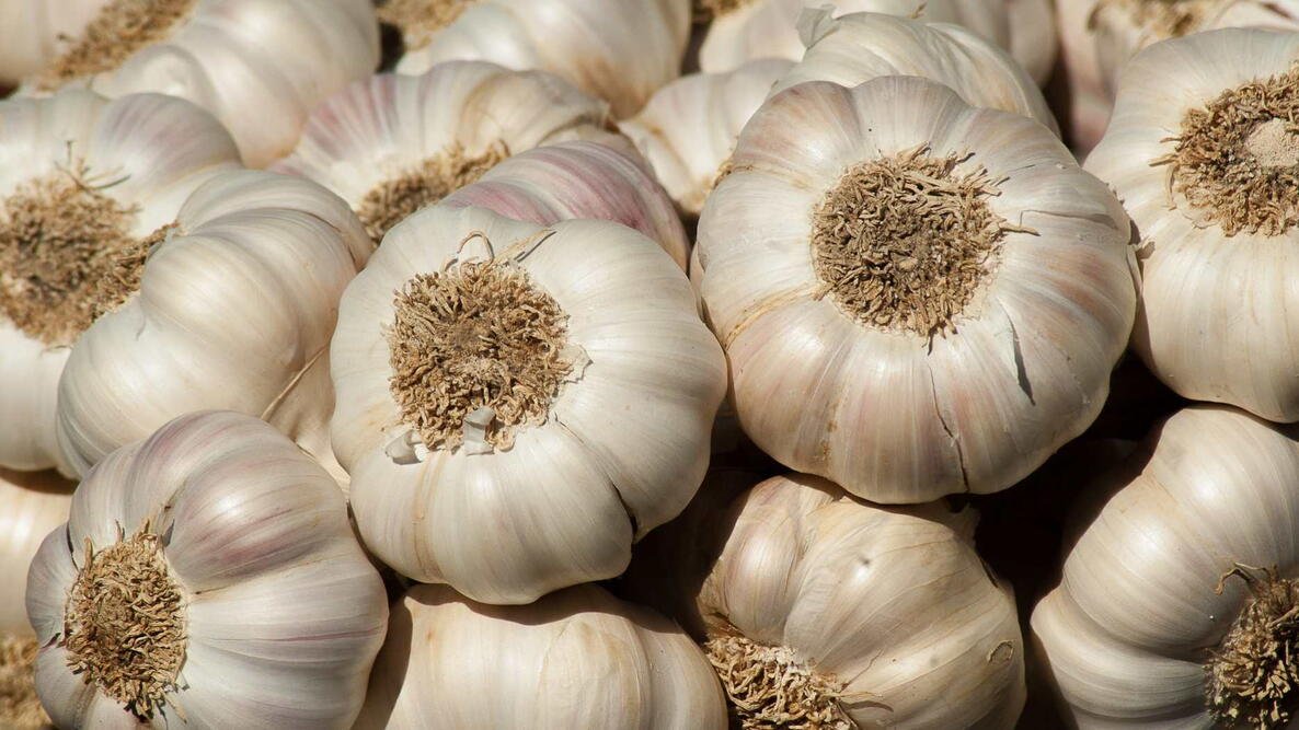 Nifirtiti Garlic Nifirtiti Garlic Exporter - fresh white garlic graded before export