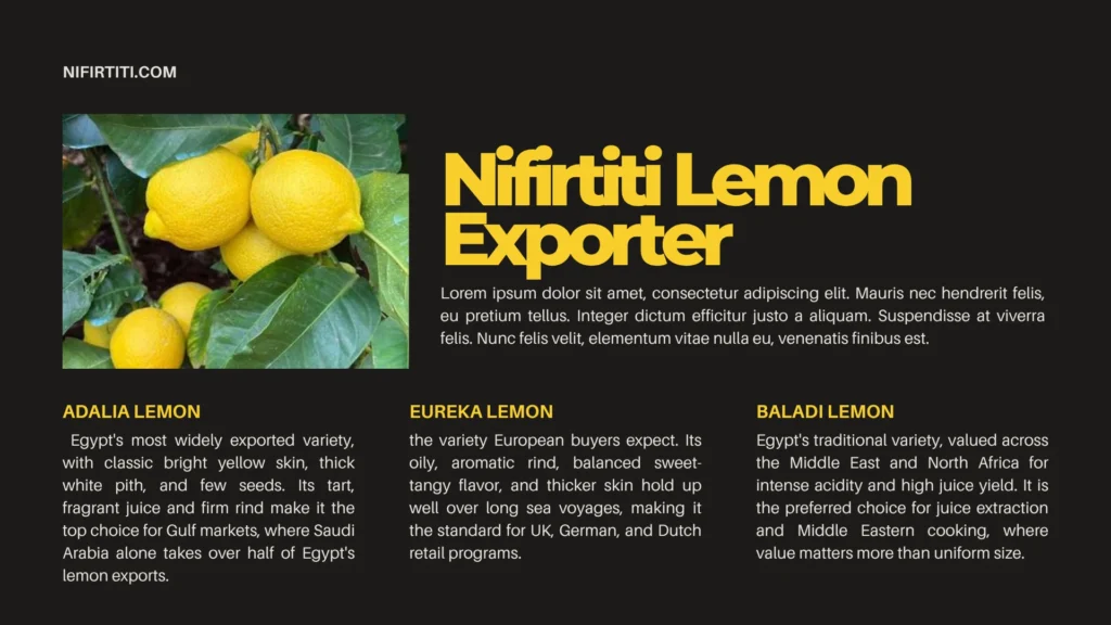Adalia lemon orchard in the Nile Delta ready for harvest